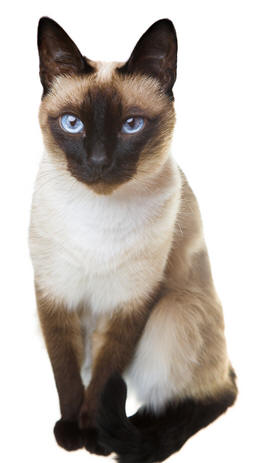 Eksotisnya Kucing Siam  Iklan Jual Beli: Iklan Jual Bel
