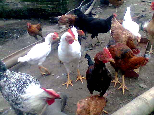 peternakan ayam filipina