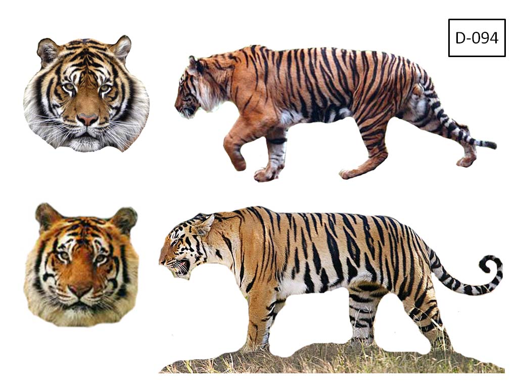 95 Gambar Wajah Harimau Sumatera Paling Bagus