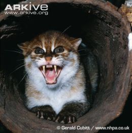 Hasil gambar untuk perbedaan gigi kucing hutan dan gigi kucing peliharaan