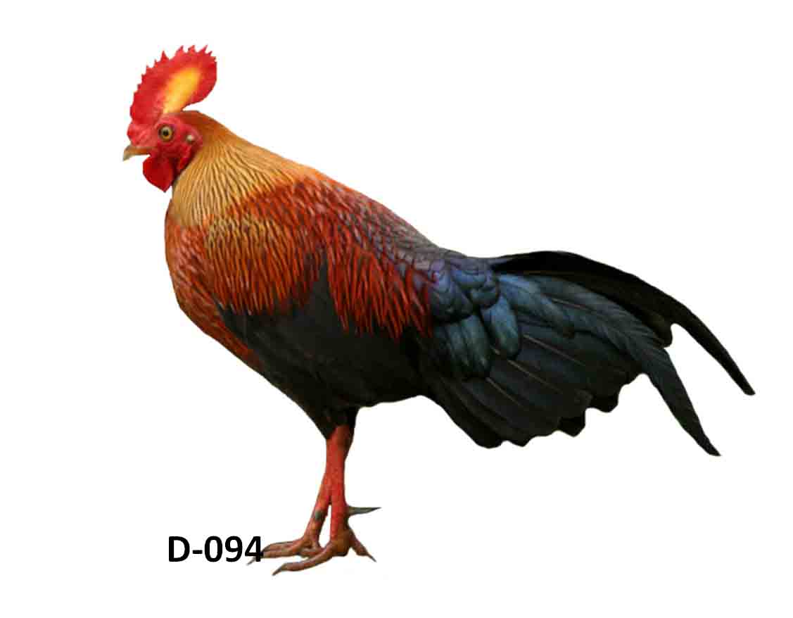 Ayam hutan merah: nenek moyang ayam peliharaan  Cakrawala