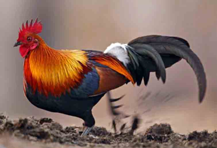 Ayam hutan merah nenek moyang ayam peliharaan Cakrawala