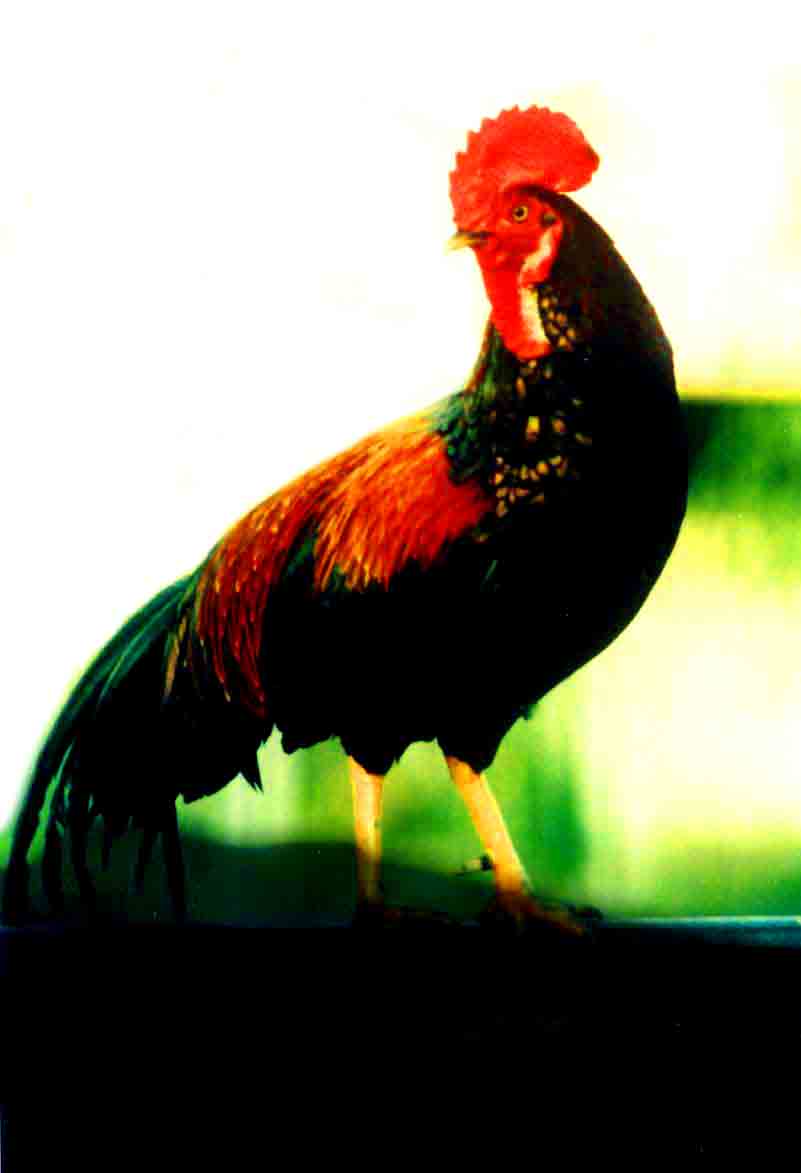 Ayam Hutan Merah Nenek Moyang Ayam Peliharaan Cakrawala