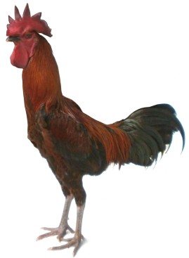 Pelung ayam  unik dari Cianjur Cakrawala