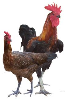 Pelung ayam  unik dari Cianjur Cakrawala
