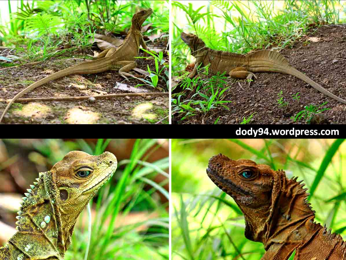 iguana jantan dan betina