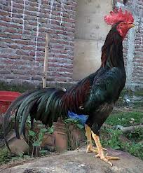 4.Ayam Bangkalan
