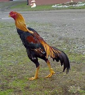 5.Ayam Banten