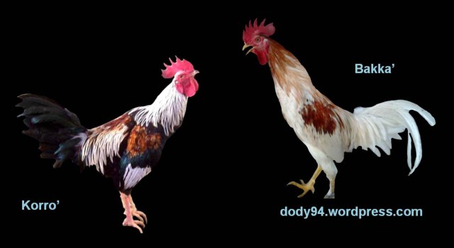 Ayam Ketawa-1-dody94.wordpress.com
