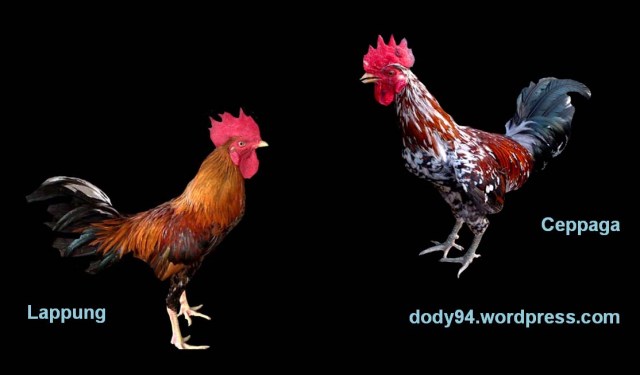 Ayam Ketawa-3-dody94.wordpress.com