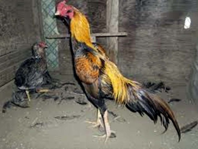 Ayam Tolaki