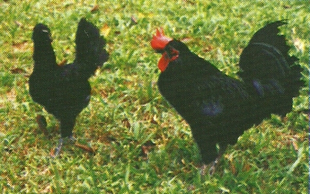 Ayam Wareng