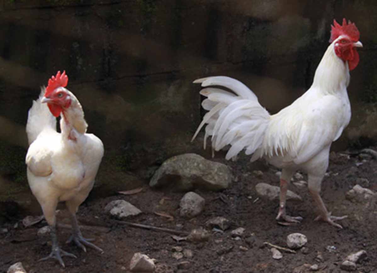 Mengenal Varietas Ayam Lokal Indonesia 2 Cakrawala