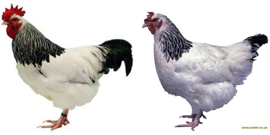  Gambar  Ayam  Terbesar Dunia Cakrawala Sussex Dody94 