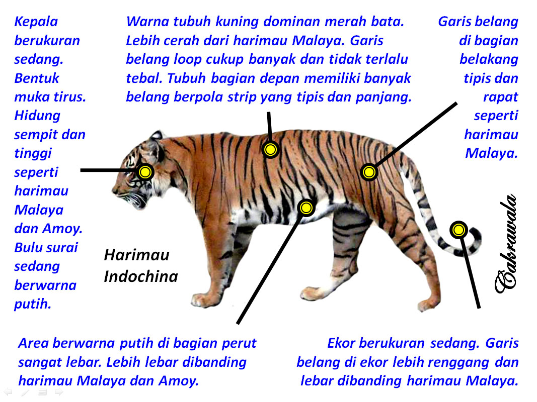 Perbedaan harimau Sumatera Jawa dan Bali 4 Cakrawala