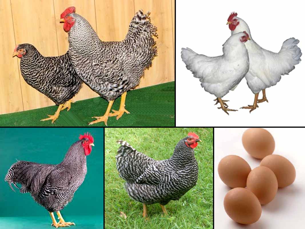 Доминанты порода яйца. Доминант плимутрок. Цыплята плимутрок. Плимутрок порода кур яйца. Голубой плимутрок порода кур.