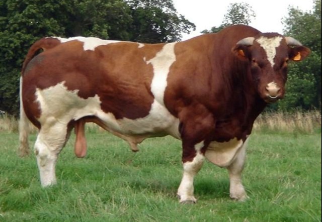 Maine-Anjou Cattle