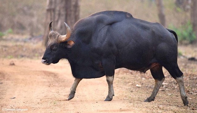 Gaur Cattle