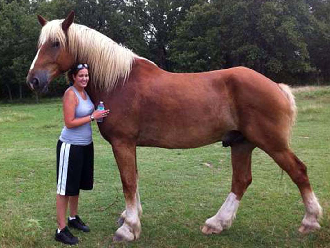 Лошадка пибоди. Бельгийский тяжеловоз брабансон. Брабансон порода лошадей. Большие лошади. Самый мощный конь.